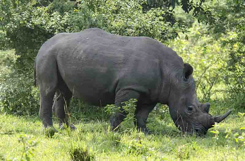 Rinoceronte Blanco - reserva de Ziwa - Uganda 03.jpg